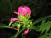 Jacobinia or Brazilian Plume Flower